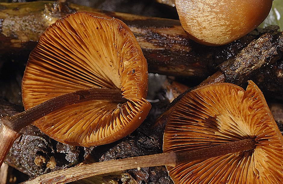 conocybe 04.jpg