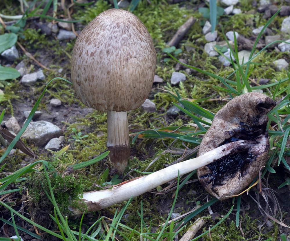 1Coprinus atramentarius 6077 01.jpg