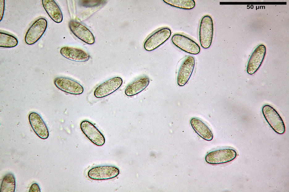 urnula pouchetii 4829 16.jpg