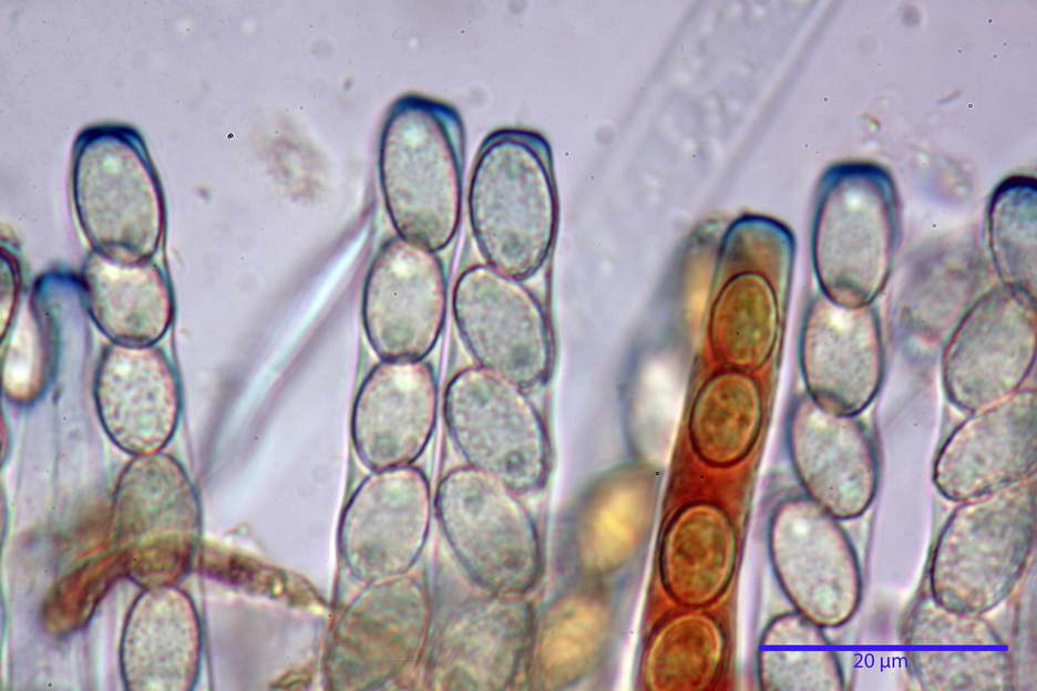 peziza subviolacea 4827 22.jpg