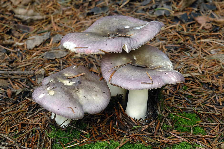 russula 01.jpg