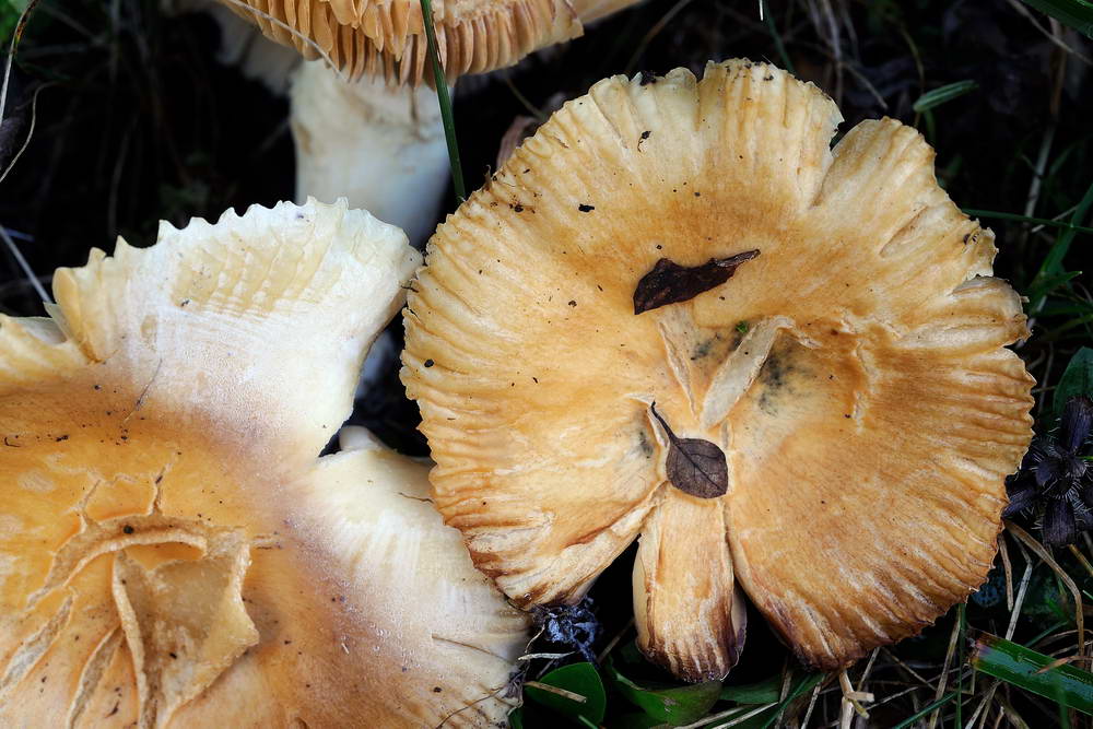 russula farinipes 5001 03.jpg