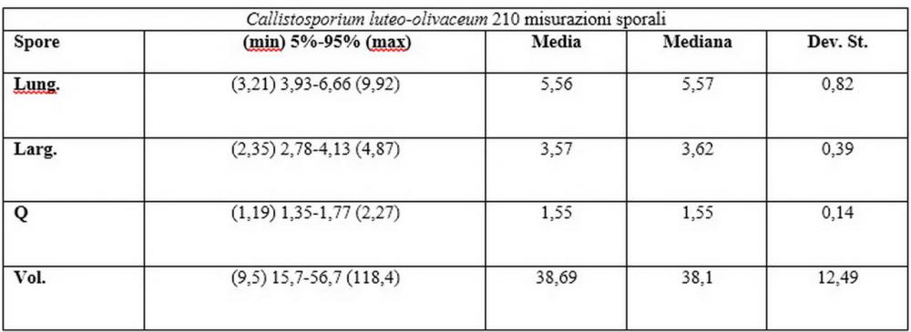 Callistosporium luteo-olivaceum tabella 612 misurazioni sporali.jpg