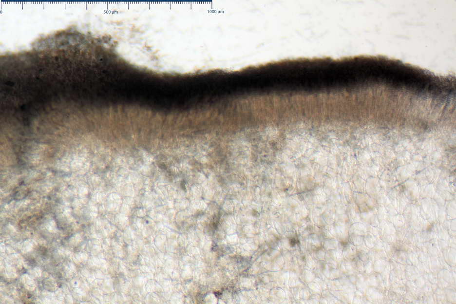 peziza subviolacea 4827 04.jpg