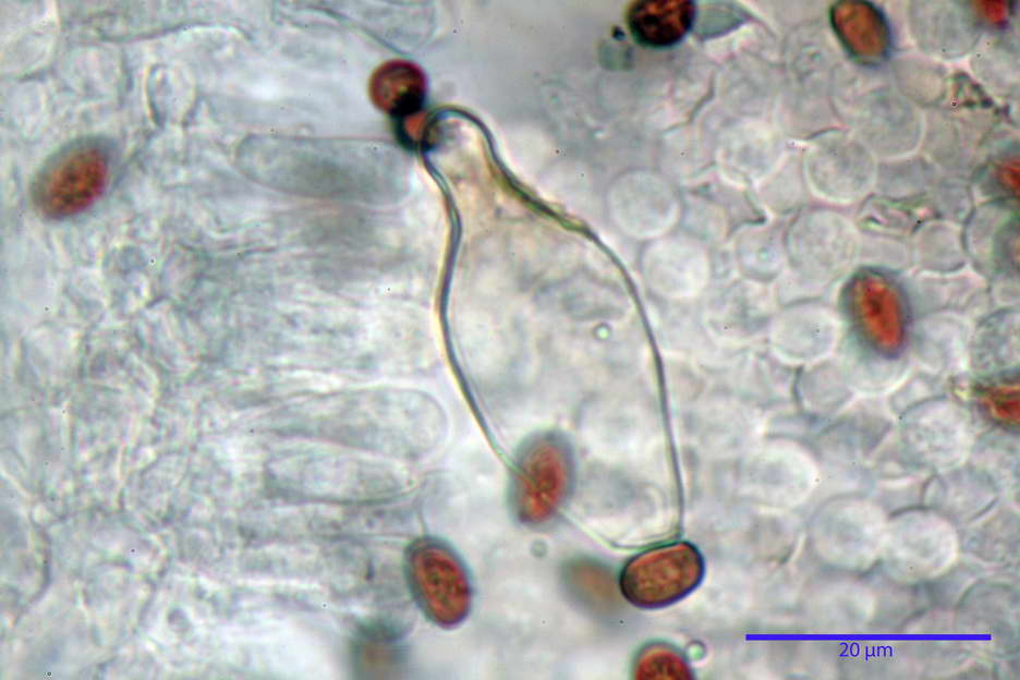 Psathyrella 31.jpg