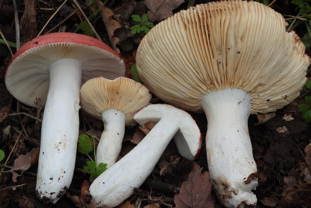 russula rubroalba 5138 04.JPG