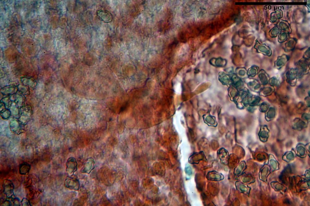 Entoloma porphyrocephalum 9388 18_ridimensiona.jpg
