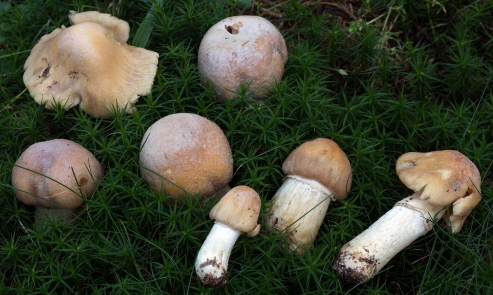 cortinarius caperatus 5387 03.jpg