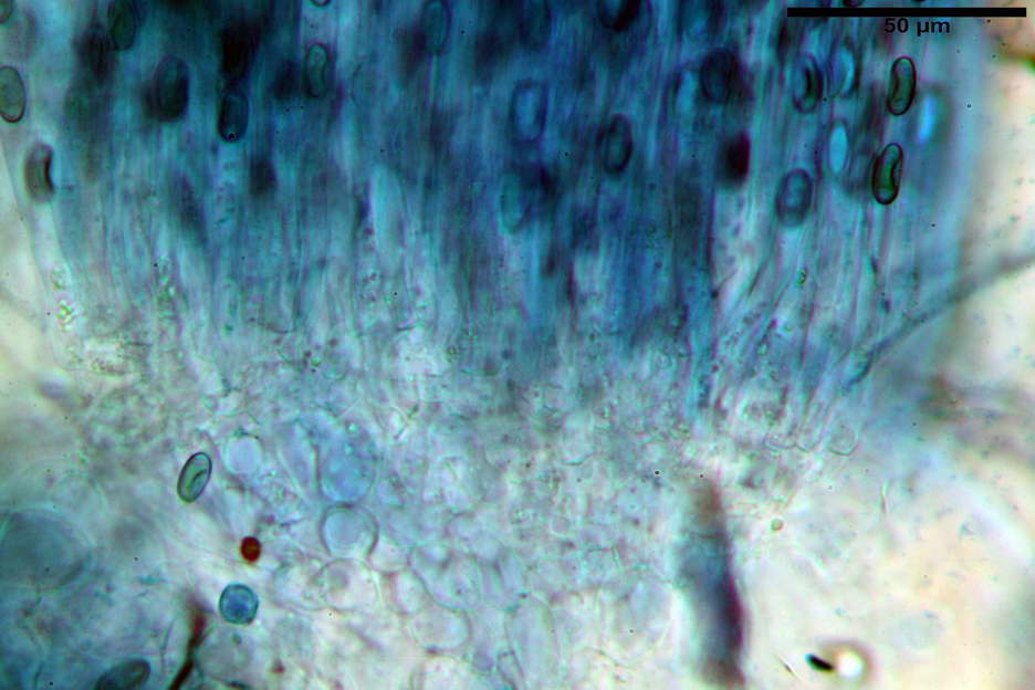 peziza subviolacea 4827 07.jpg