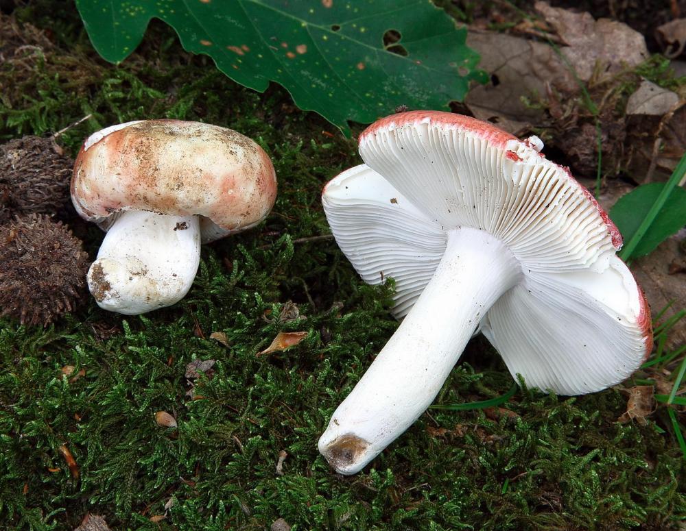 russula velutipes 5356 01.JPG