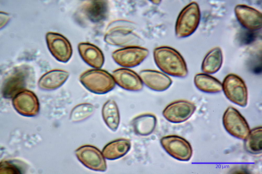 hebeloma velutipes 81.jpg