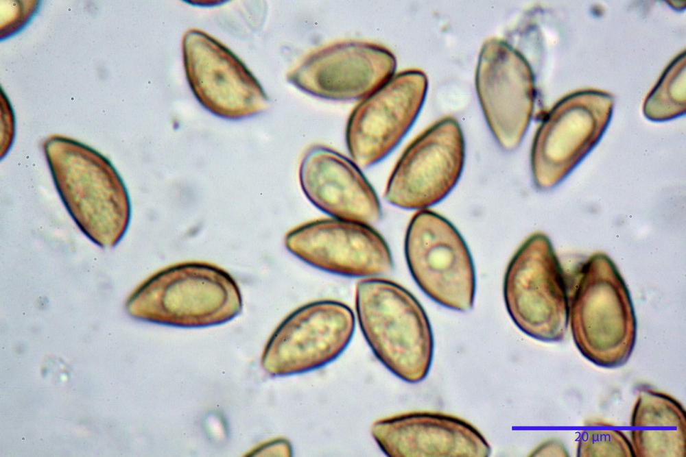 Hebeloma vaccinum 7703 19.JPG