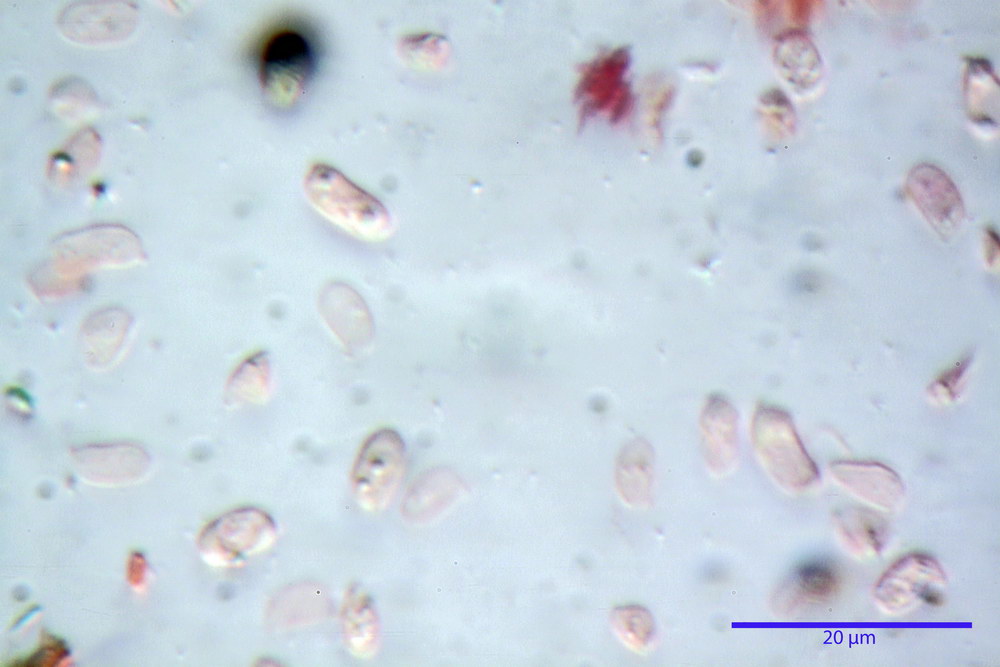 tricholomopsis rutilans 5163 09_resize.jpg
