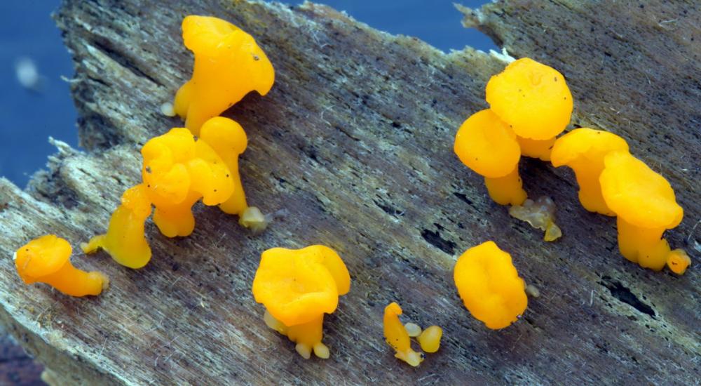 dacrymyces stillatus 5391 01.jpg