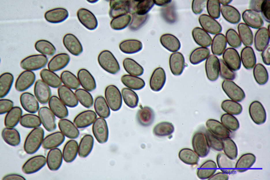 Psathyrella 38.jpg