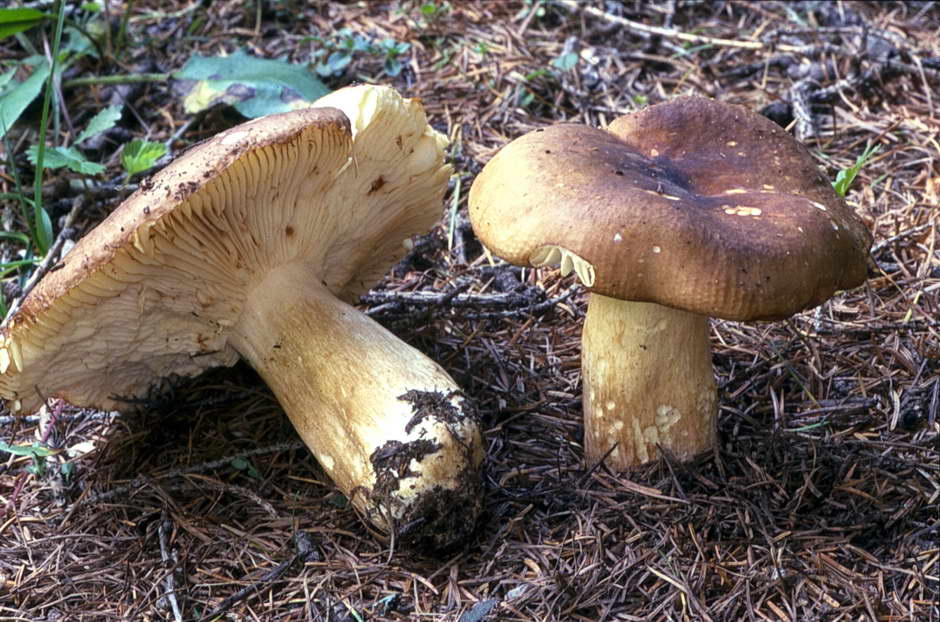 russula 01.jpg