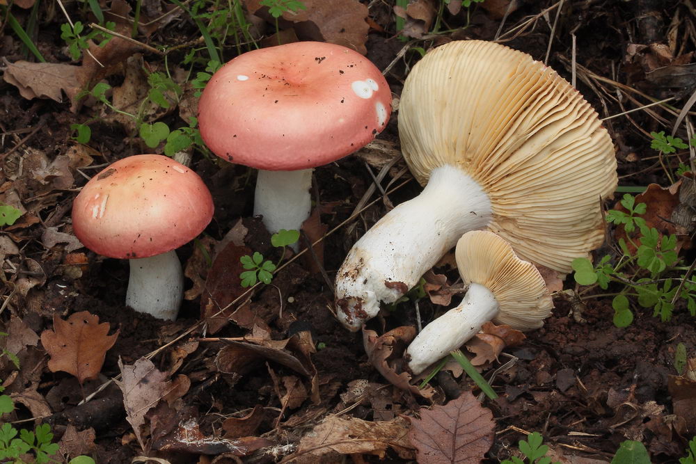 russula rubroalba 5138 02.JPG