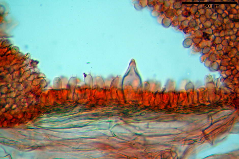 psathyrella 29.jpg