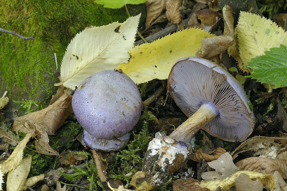 cortinarius sodagnitus var mediocris 4614 01.jpg