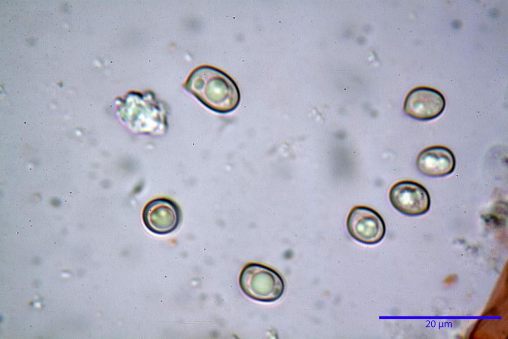 Pluteus rangifer 6112 27.JPG