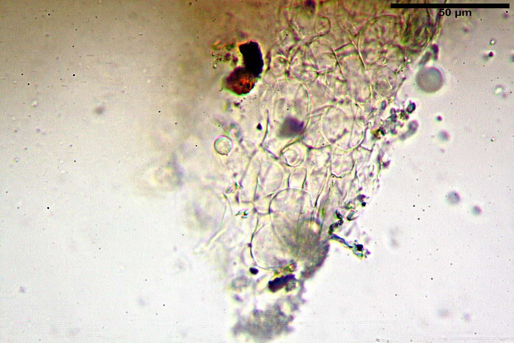 plicaria endocarpoides 5034 27.jpg