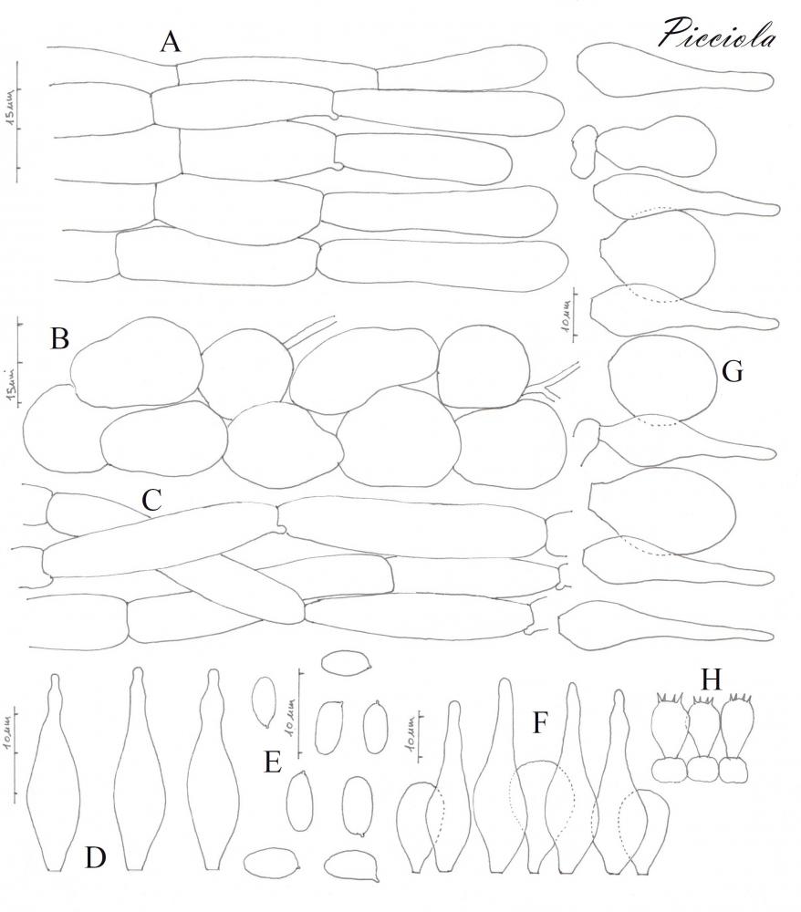 Psathyrella pennata 9339 02.jpg