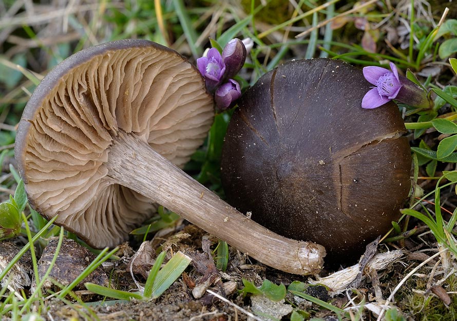 entoloma vernum 4655 02.jpg