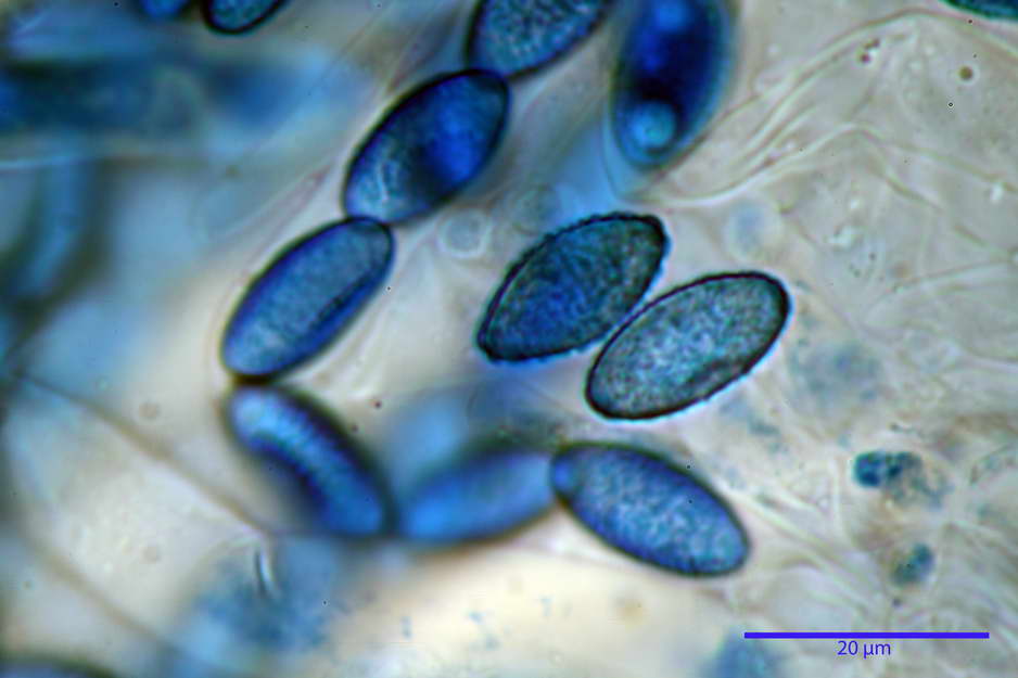 peziza badioides 4670 58.jpg