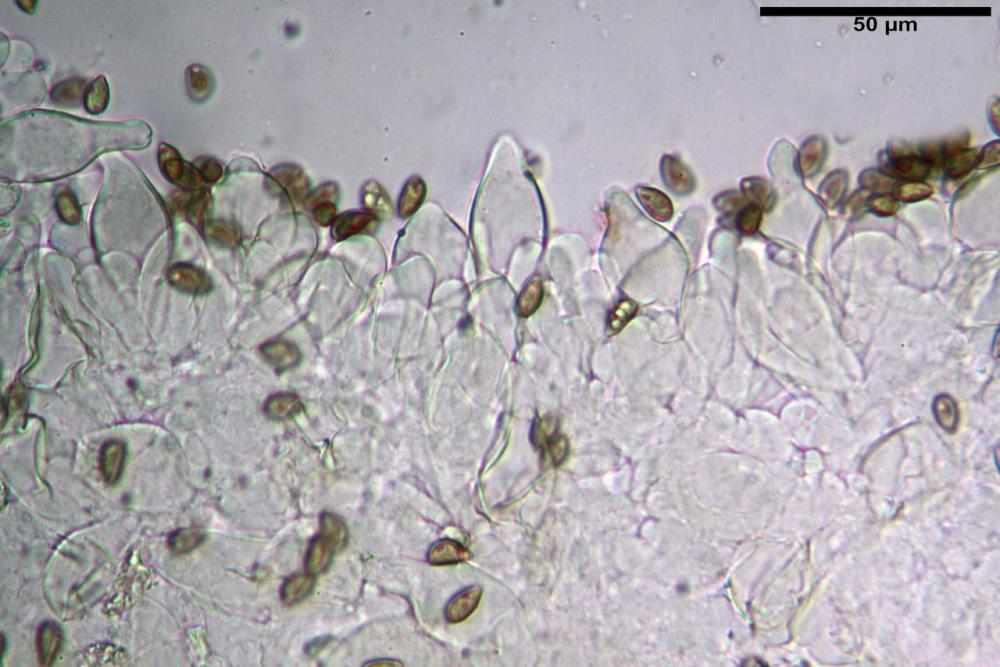 Inocybe phaeodisca var geophylloides 5226 15.jpg