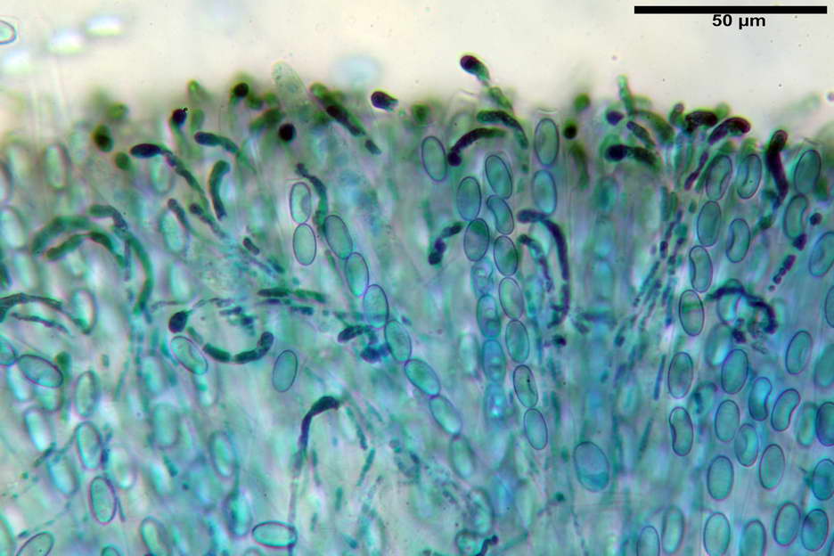 peziza subviolacea 4827 06.jpg