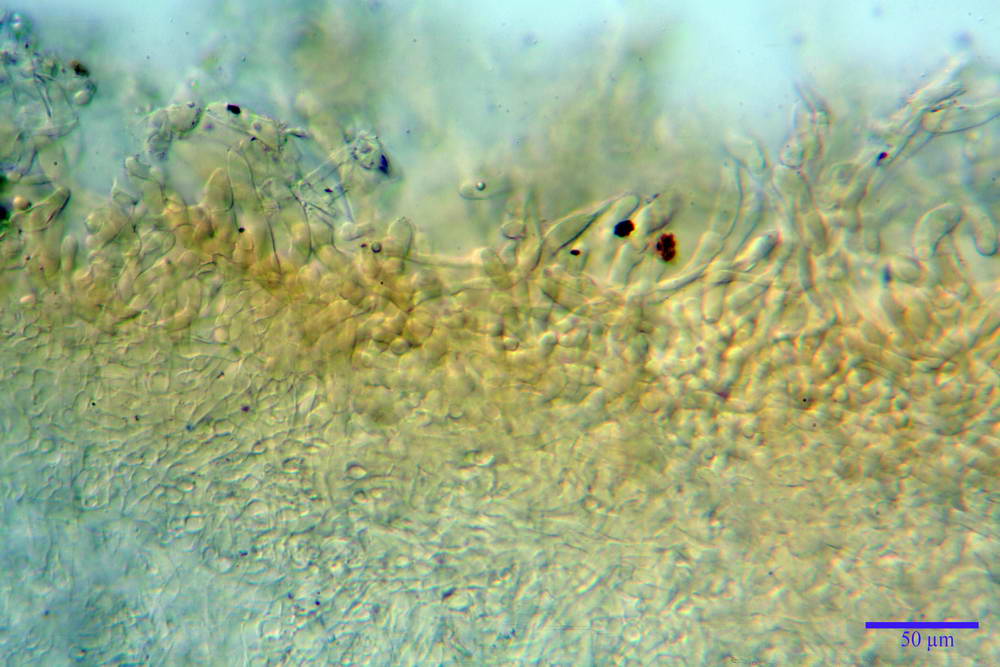 leucoagaricus cinerascens 5025 07.jpg