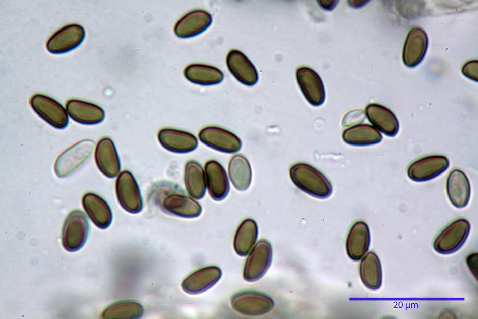 psathyrella 23.jpg