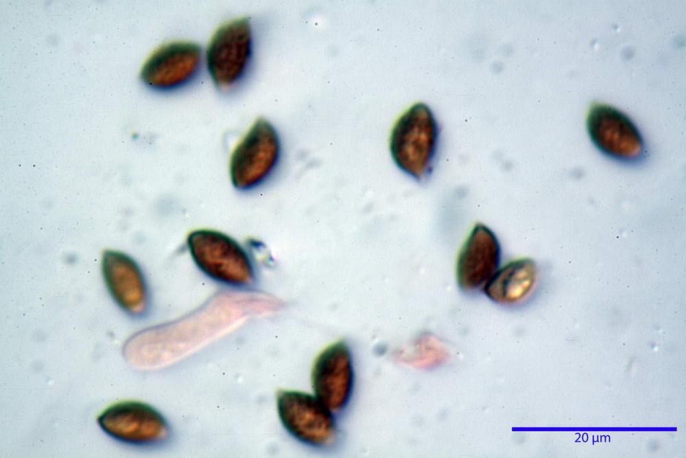 Phaeocollybia lugubris 6657 60.jpg