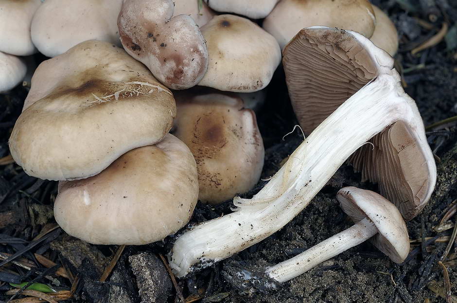 psathyrella 04.jpg