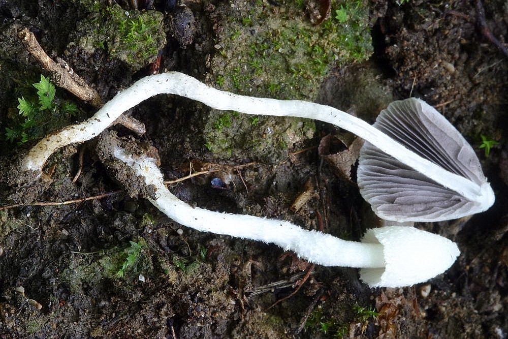 coprinopsis 06.jpg