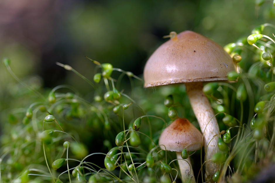 pholiota higlandensis 4837 04.jpg