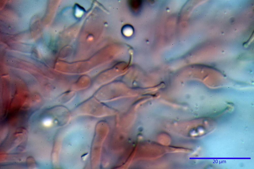 Phaeocollybia lugubris 6657 46.jpg