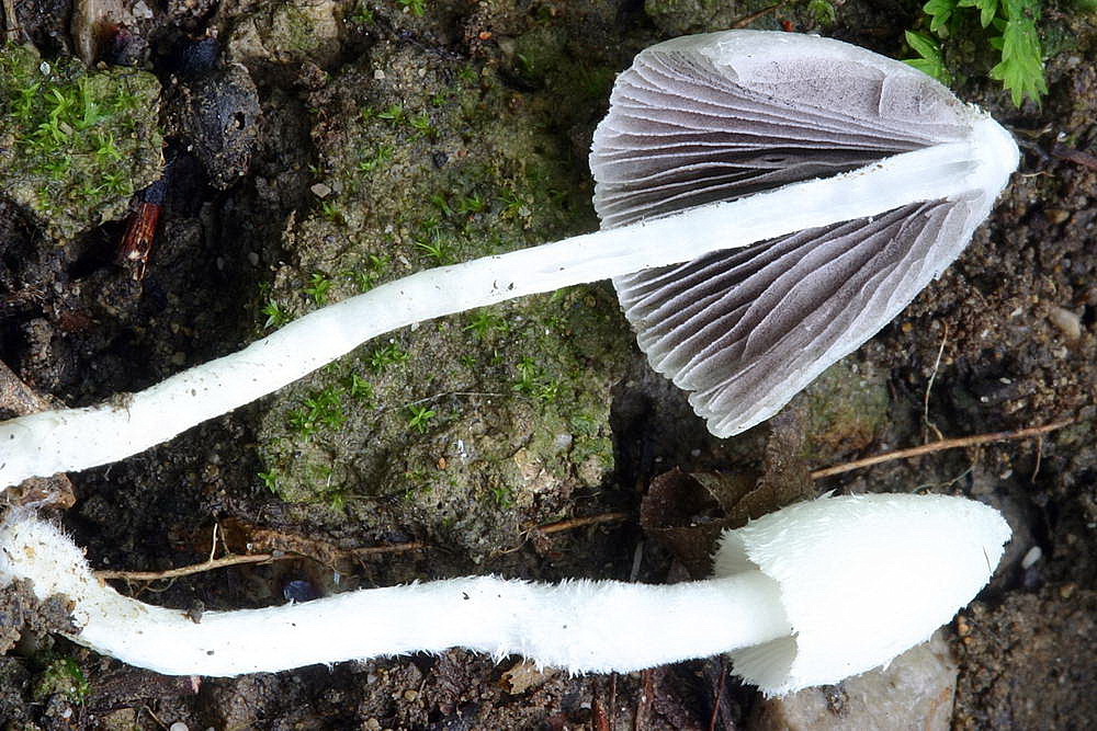 coprinopsis 04.jpg