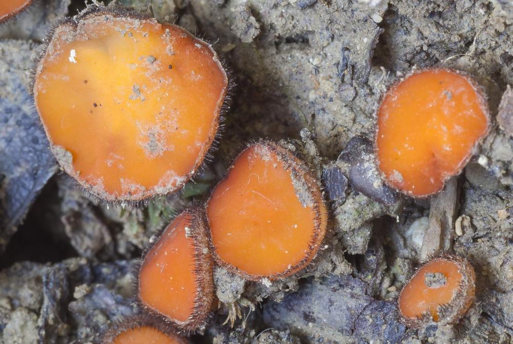 Scutellinia subhirtella 7482 04.jpg