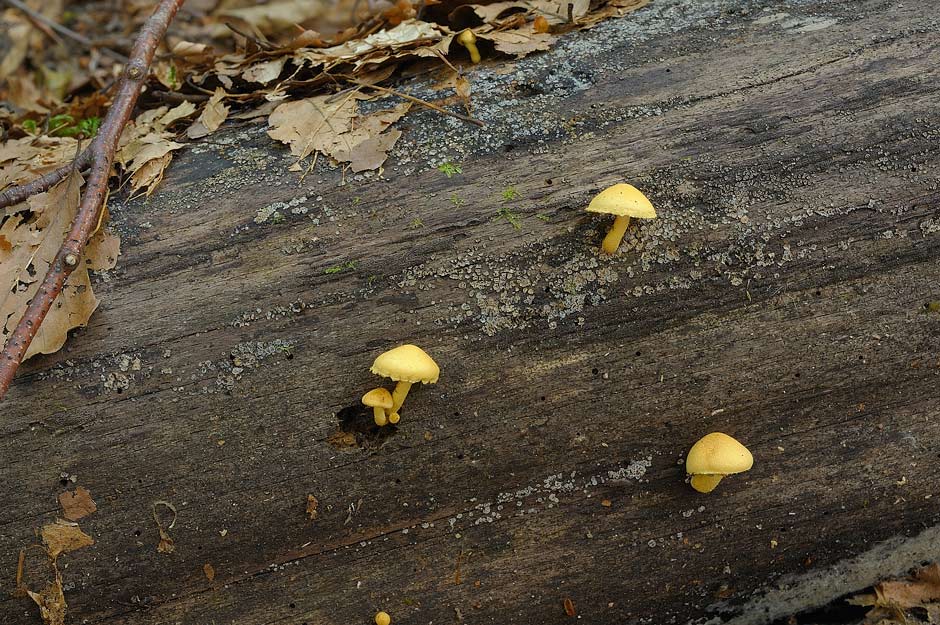 pholiota tuberculosa 4736 01.jpg