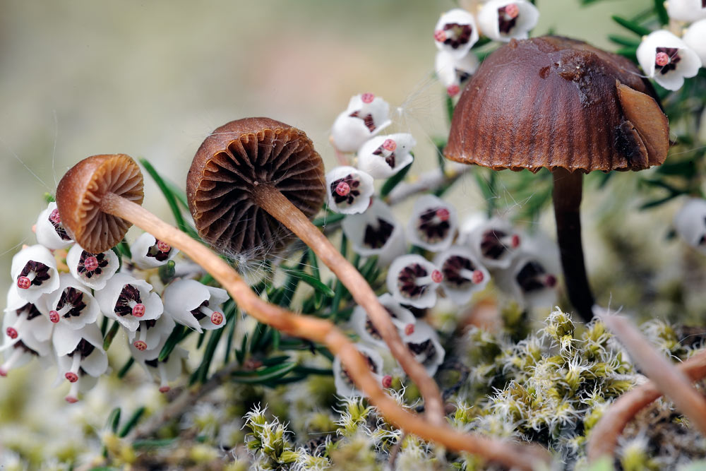 psilocybe montana var montana 5058 03.jpg