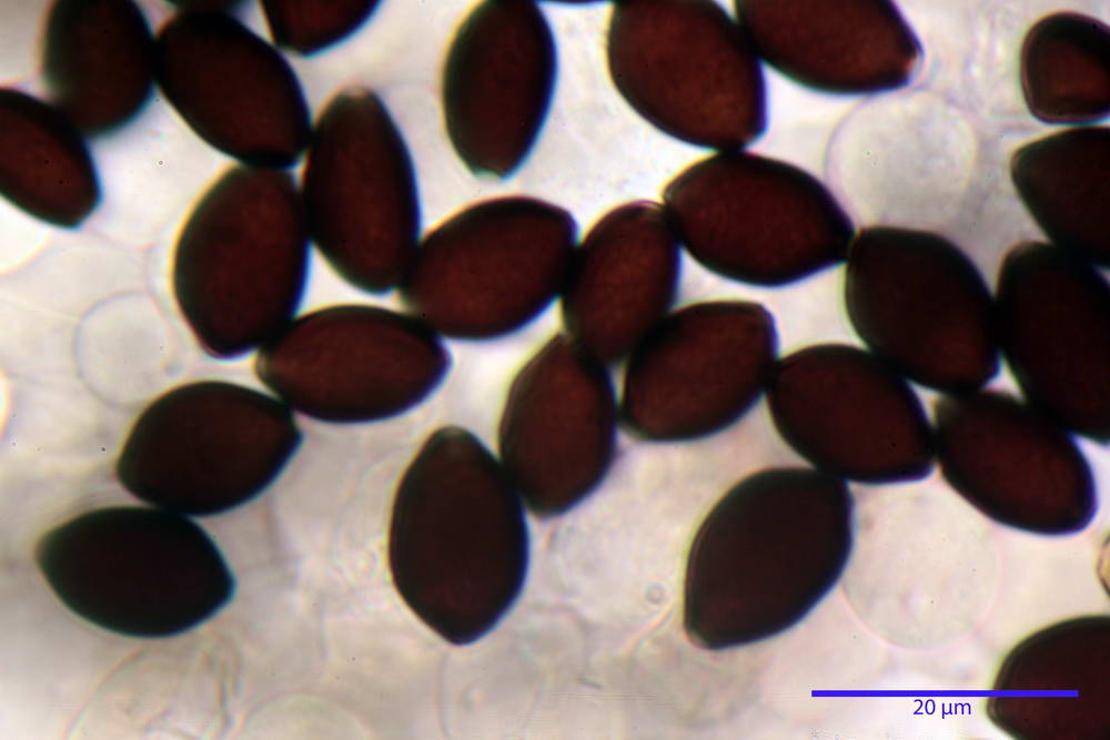 panaeolus papilionaceus var papilionaceus 5070 43.jpg