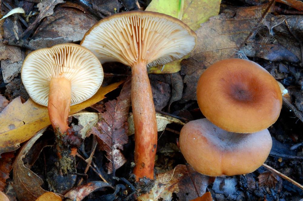 Lactarius serifluus 6525_3.JPG