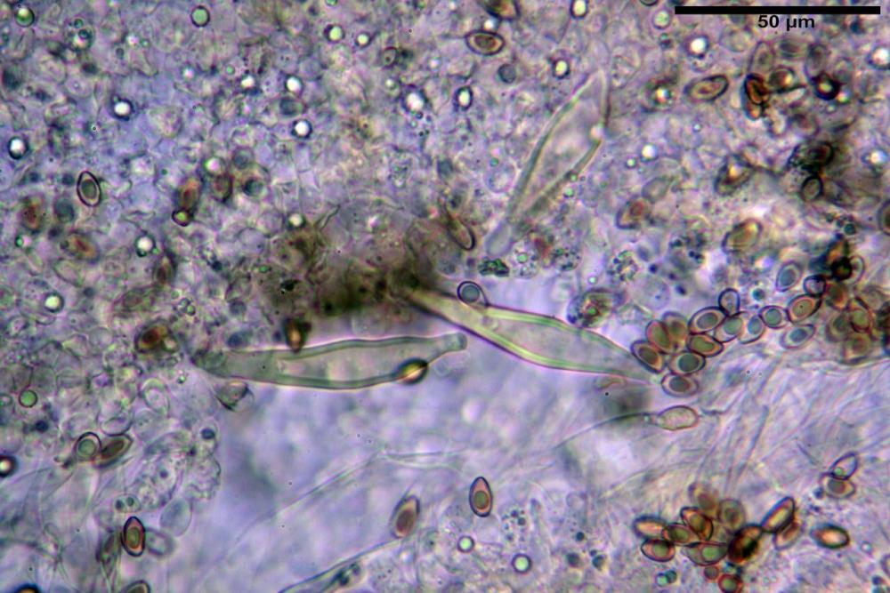 Inocybe flocculosa var crocifolia 7068 43.jpg