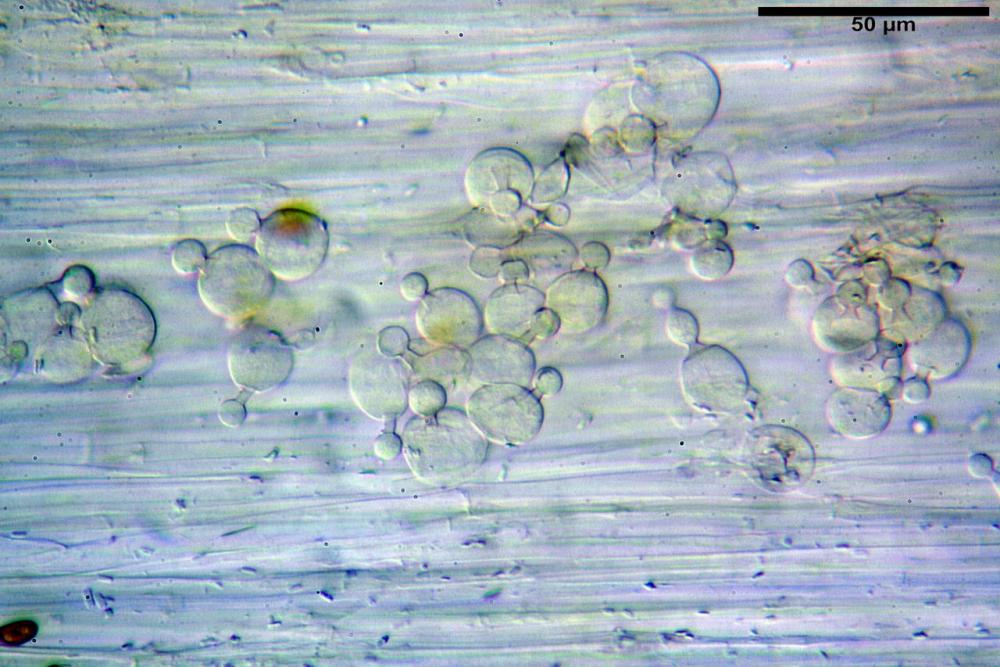 Conocybe macrocephala caulocistidi 04 .jpg