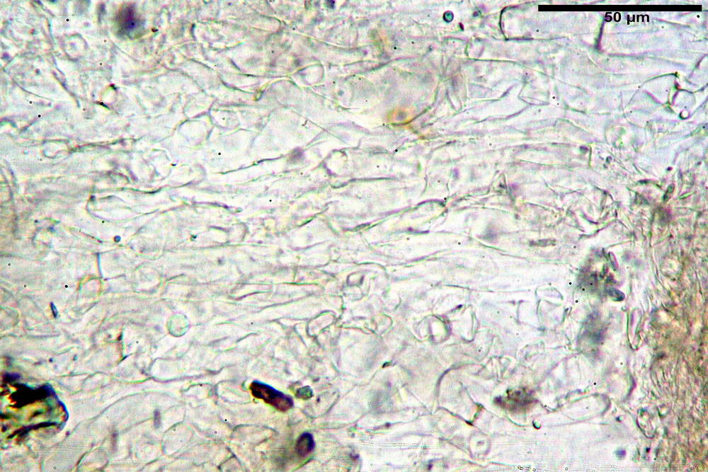 plicaria endocarpoides 5034 25.jpg