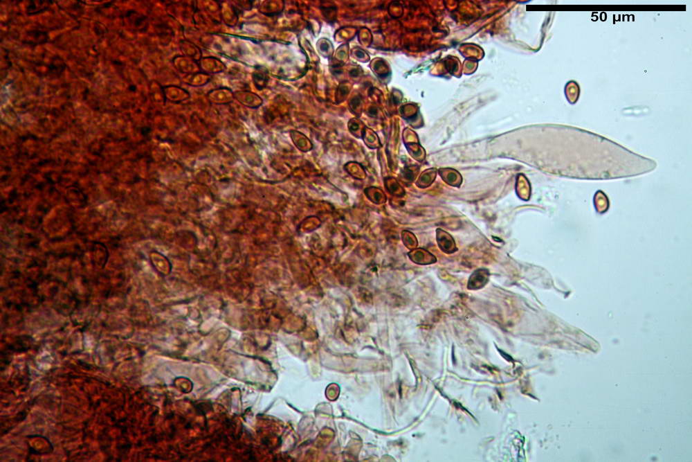 leucoagaricus purpureorimosus 4735 08.jpg