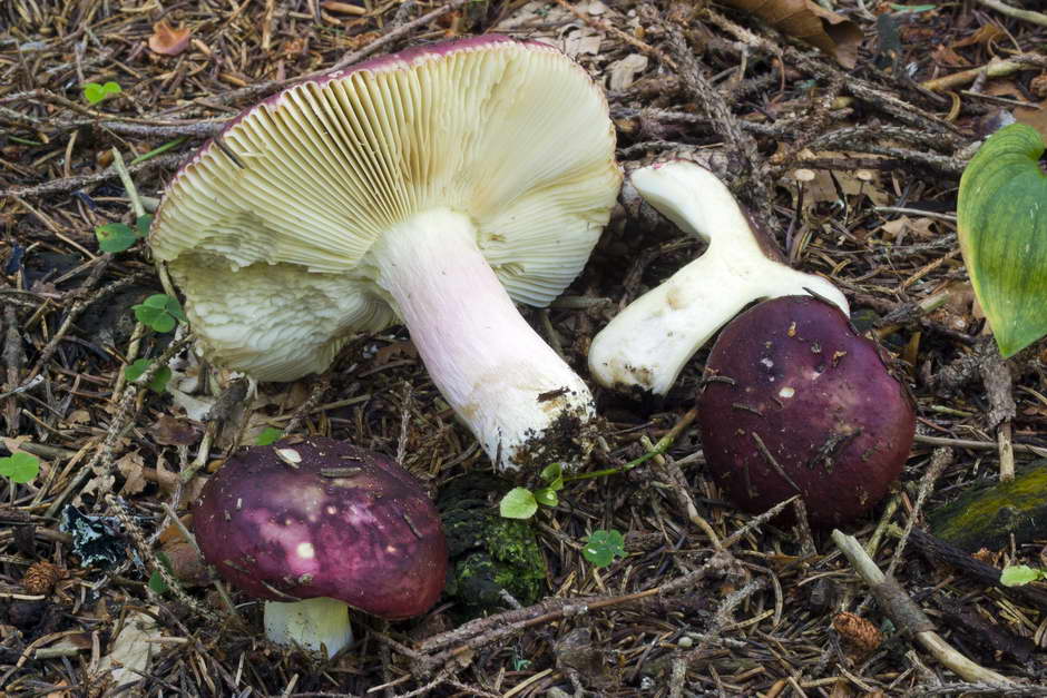 russula 03.jpg