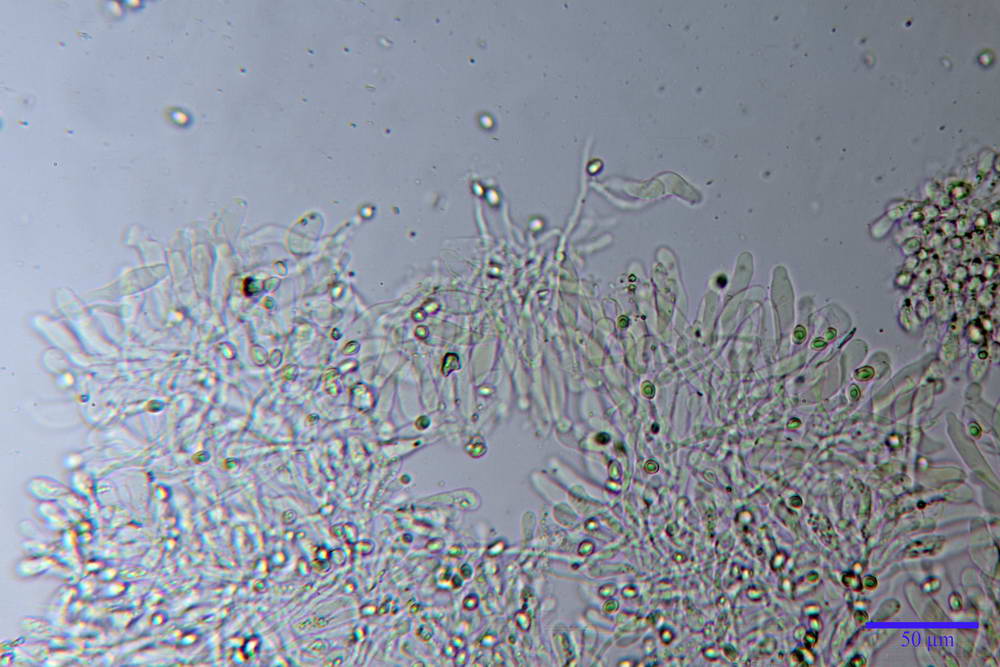 leucoagaricus cinerascens 5025 20.jpg