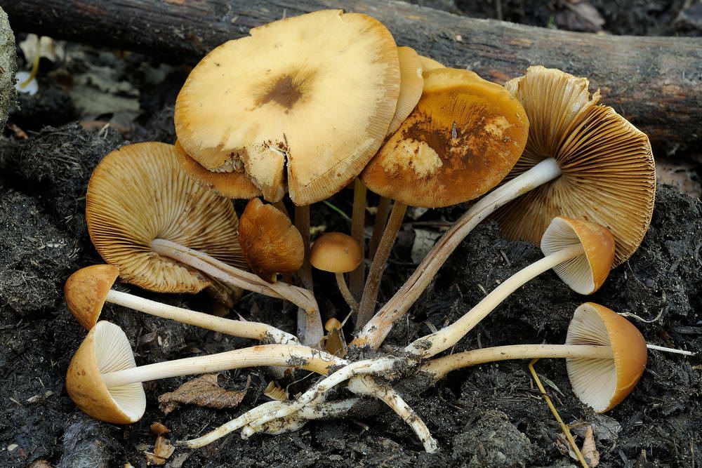 conocybe antipus 4921 06.jpg